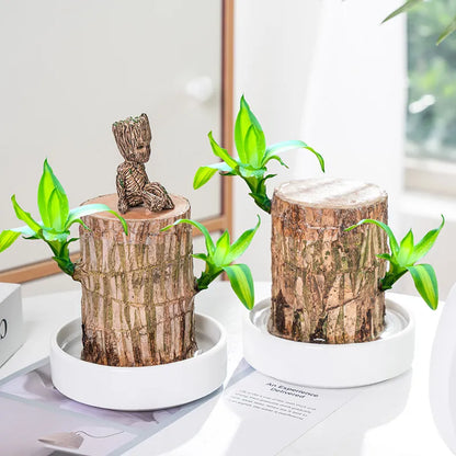 🔥 LAST DAY SALE - 50% OFF🔥 LUCKY BRAZIL WOOD POTTED PLANT