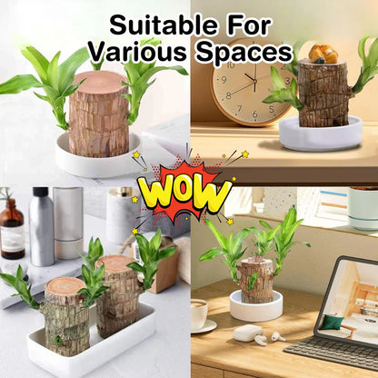 🔥 LAST DAY SALE - 50% OFF🔥 LUCKY BRAZIL WOOD POTTED PLANT